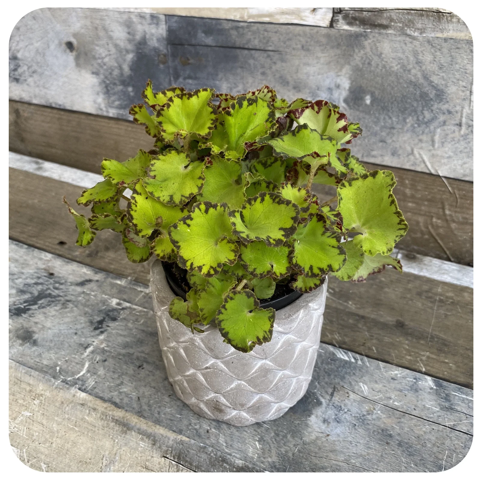 Begonia