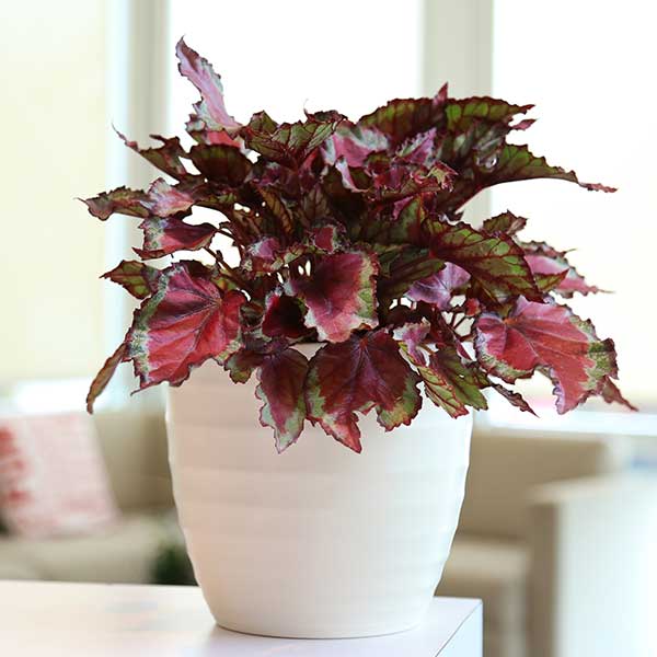 Begonia